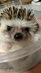 体重測定結果(2017/06)