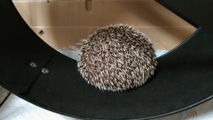 体重測定結果(2017/07)