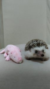 withハダカデバネズミ(のぬいぐるみ)