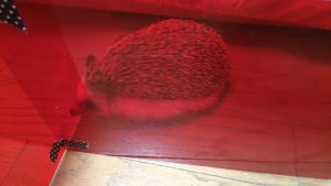 ハリネズミって赤が見えないってホントなん？