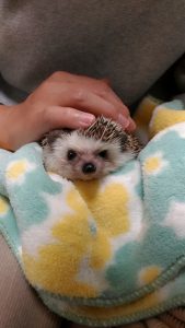 体重測定結果(2017/12)