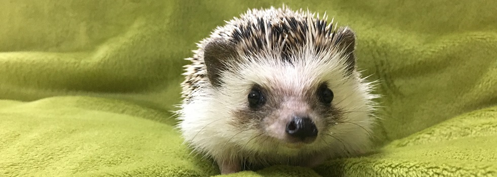 ふく丸ハリくらぶ | ハリネズミのブログ